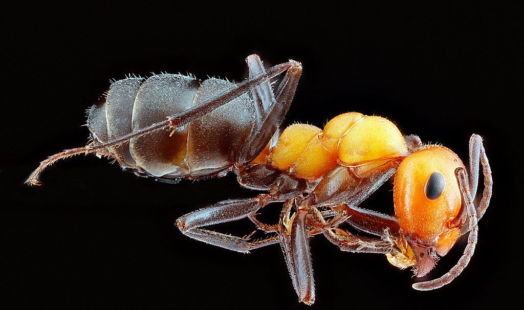 Ant Control service in Dover, NH