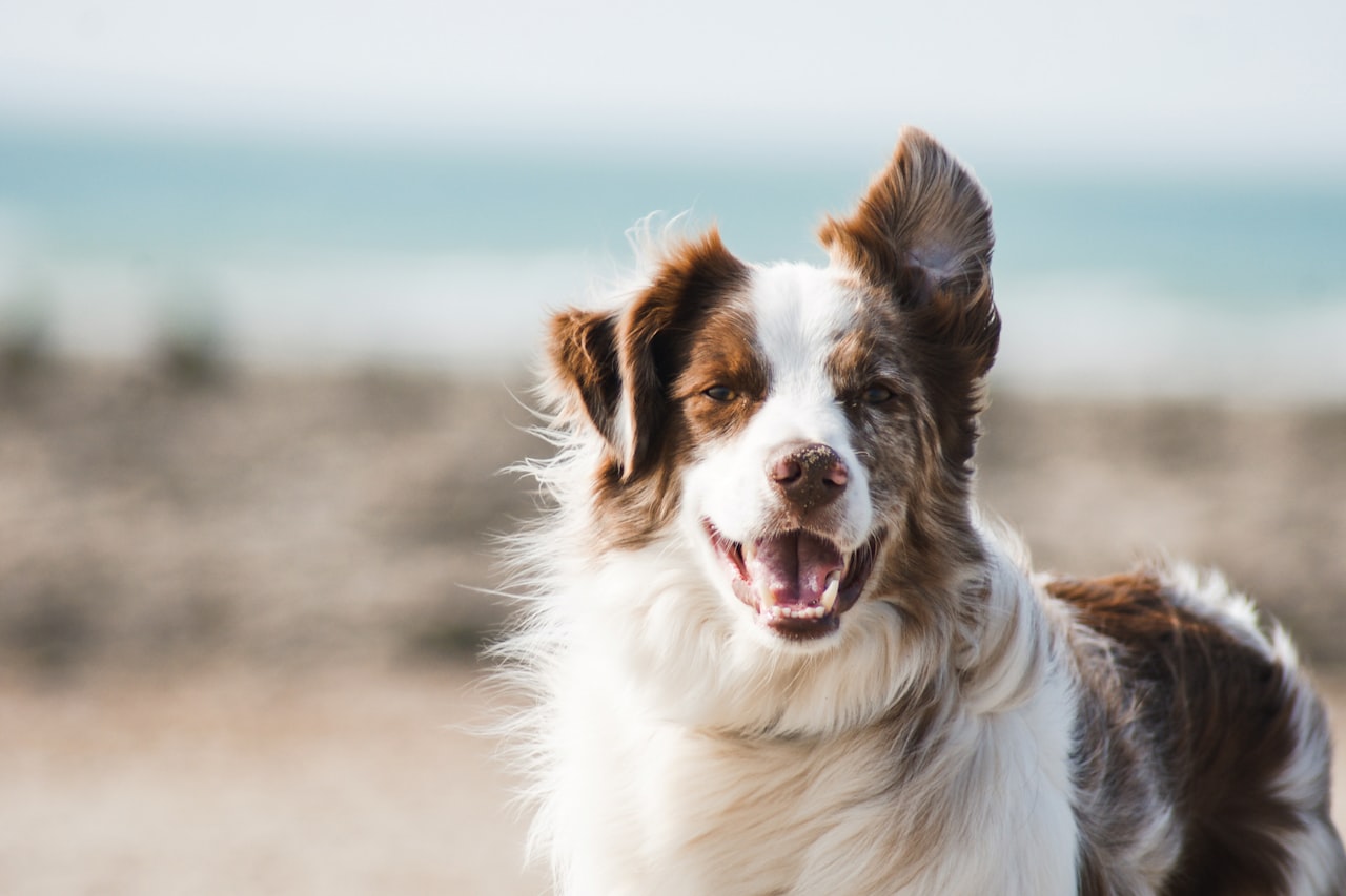 Flea & Tick Control service in Dover, NH