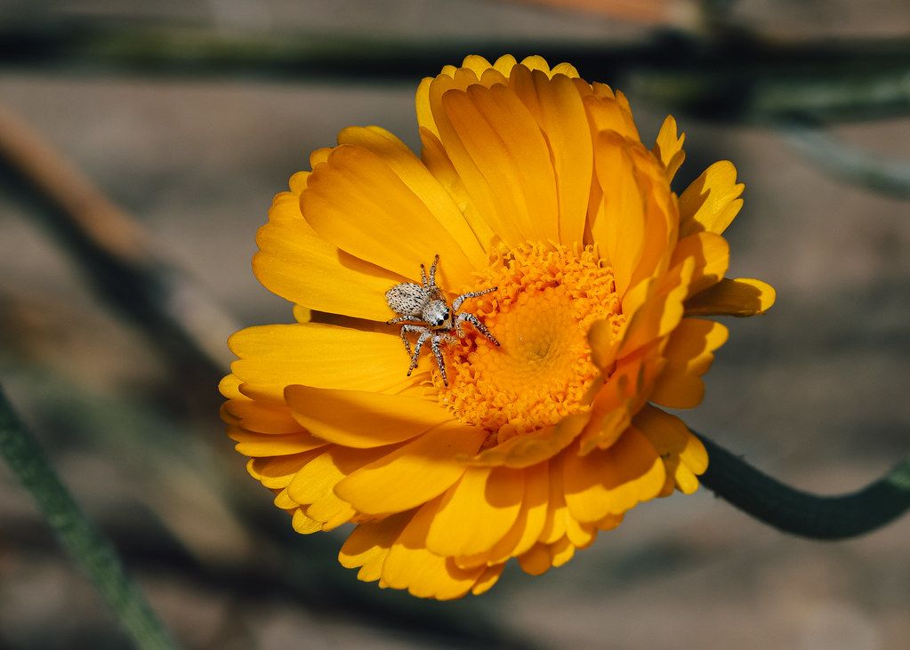 Spider Control service in Dover, NH